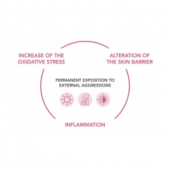 Schéma inflamm'ageing.jpeg